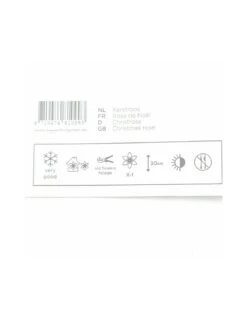 Rosa Di Natale "HELLEBORUS NIGER CHRISTMAS CAROL" Diametro Vaso 14 Cm -Sementie Boutique rosa di natale helleborus niger christmas carol diametro vaso 14 cm 2