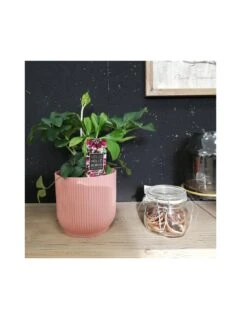 Rosa Di Natale "HELLEBORUS NIGER CHRISTMAS CAROL" Diametro Vaso 14 Cm