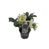 Rosa Di Natale "HELLEBORUS NIGER CHRISTMAS CAROL" Diametro Vaso Cm 9 1 Rosa Di Natale "HELLEBORUS NIGER CHRISTMAS CAROL" Diametro Vaso Cm 9 -Sementie Boutique rosa di natale helleborus niger christmas carol diametro vaso cm 9