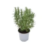 ROSMARINO Diametro Vaso 14 Cm 2 ROSMARINO Diametro Vaso 14 Cm -Sementie Boutique rosmarino diametro vaso 14 cm
