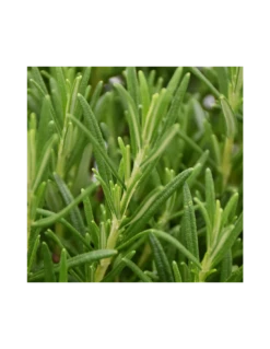 ROSMARINO Diametro Vaso 25 Cm 6 ROSMARINO Diametro Vaso 25 Cm -Sementie Boutique rosmarino diametro vaso 25 cm 1