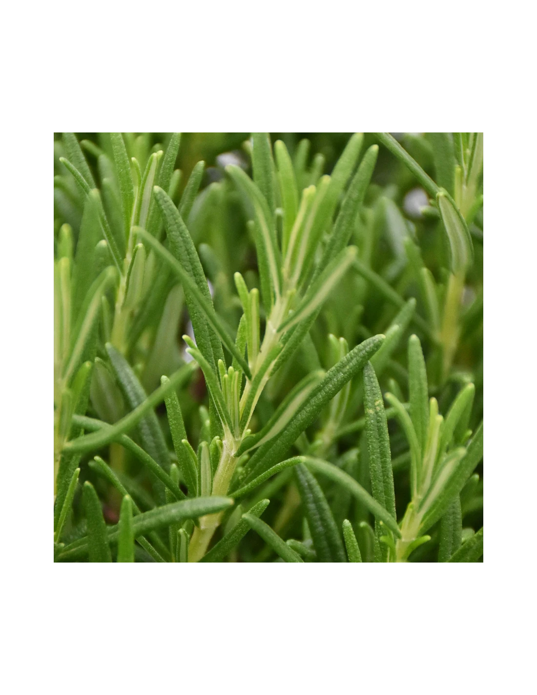 ROSMARINO Diametro Vaso 25 Cm 4 ROSMARINO Diametro Vaso 25 Cm - Image 2