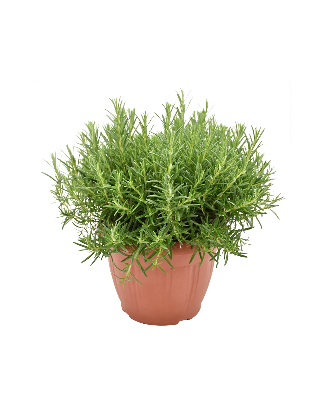 ROSMARINO Diametro Vaso 25 Cm 3 ROSMARINO Diametro Vaso 25 Cm