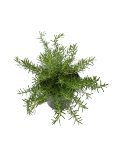 ROSMARINO SERPILLO Diametro Vaso 18 Cm -Sementie Boutique rosmarino serpillo diametro vaso 18 cm 2