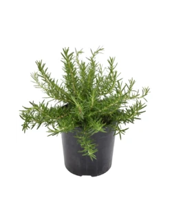 ROSMARINO SERPILLO Diametro Vaso 18 Cm