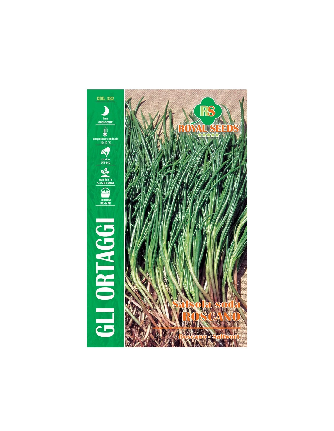 SALSOLA SODA ROSCANO MAXI 3 SALSOLA SODA ROSCANO MAXI