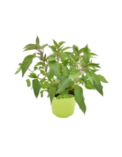 SALVIA ANANAS Diametro Vaso 14 Cm