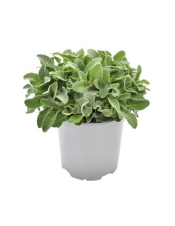 SALVIA MAXIMA Diametro Vaso 19 Cm