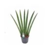 SANSEVIERIA CLINDRICA FAN Dimensione Vaso 14 Cm -Sementie Boutique sansevieria cylindrica fan v 14