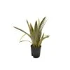 SANSEVIERIA TRIFASCIATA 'LAUREN' TUFT, Diametro Vaso 18/19 Cm -Sementie Boutique sansevieria trifasciata lauren tuft diametro vaso 1819 cm