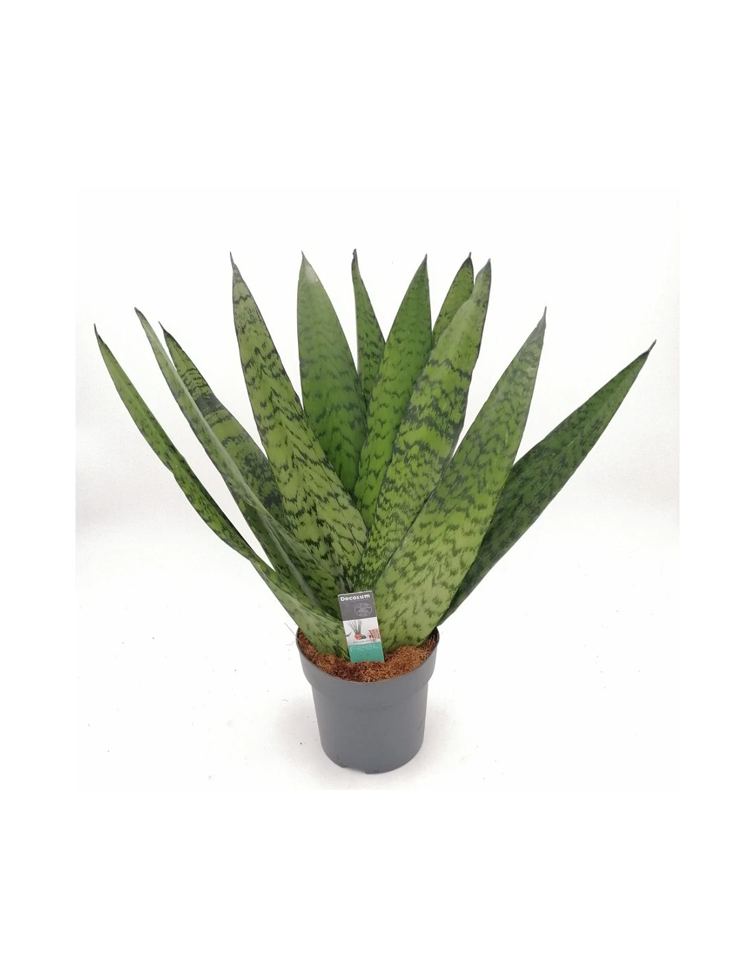 SANSEVIERIA ZEYLANICA DIAMETRO VASO 14 CM. 4 SANSEVIERIA ZEYLANICA DIAMETRO VASO 14 CM. - Image 2