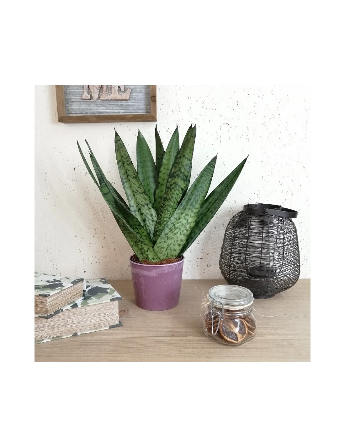 SANSEVIERIA ZEYLANICA DIAMETRO VASO 14 CM. 3 SANSEVIERIA ZEYLANICA DIAMETRO VASO 14 CM.
