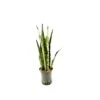 SANSEVIERIA ZEYLANICA TUFT, Diametro Vaso 18/19 Cm 1 SANSEVIERIA ZEYLANICA TUFT, Diametro Vaso 18/19 Cm -Sementie Boutique sansevieria zeylanica tuft diametro vaso 1819 cm