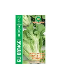 SCAROLA CORNETTO DI BORDEAUX MAXI