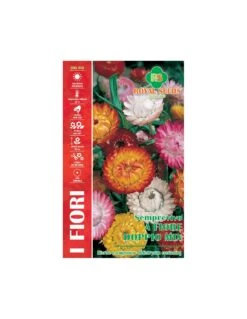 SEMPREVIVO A FIORE DOPPIO MIX MAXI