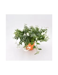 SOLANUM JASMINOIDES 'Gelsomino Di Notte' Diametro Vaso 14 Cm