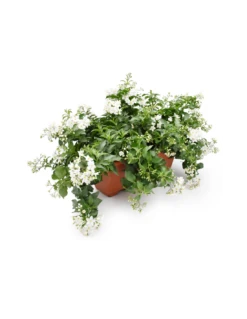 BALCONETTA SOLANUM JASMINOIDES 'Gelsomino Di Notte' 40 Cm