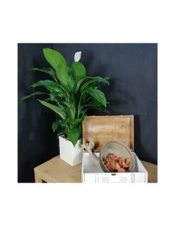 SPATHIPHYLLUM 'SWEET LAURETTA' Dimensione Vaso 19 Cm