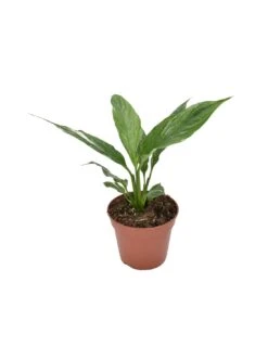 Spatifillo "SPATHIPHYLLUM" VARIEGATO Diametro Vaso 14 Cm