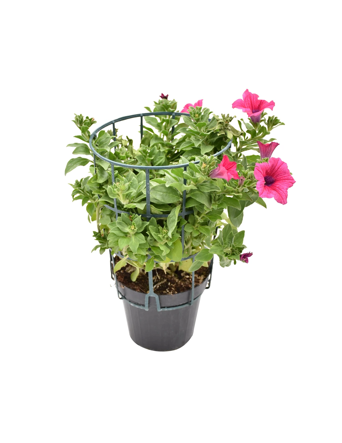 SURFINIA - HOT PINK Diametro Vaso 14 Cm 4 SURFINIA - HOT PINK Diametro Vaso 14 Cm - Image 2