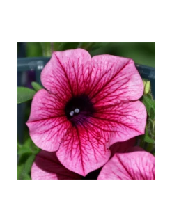 SURFINIA - HOT PINK Diametro Vaso 14 Cm 7 SURFINIA - HOT PINK Diametro Vaso 14 Cm -Sementie Boutique surfinia v 14 hot pink 2