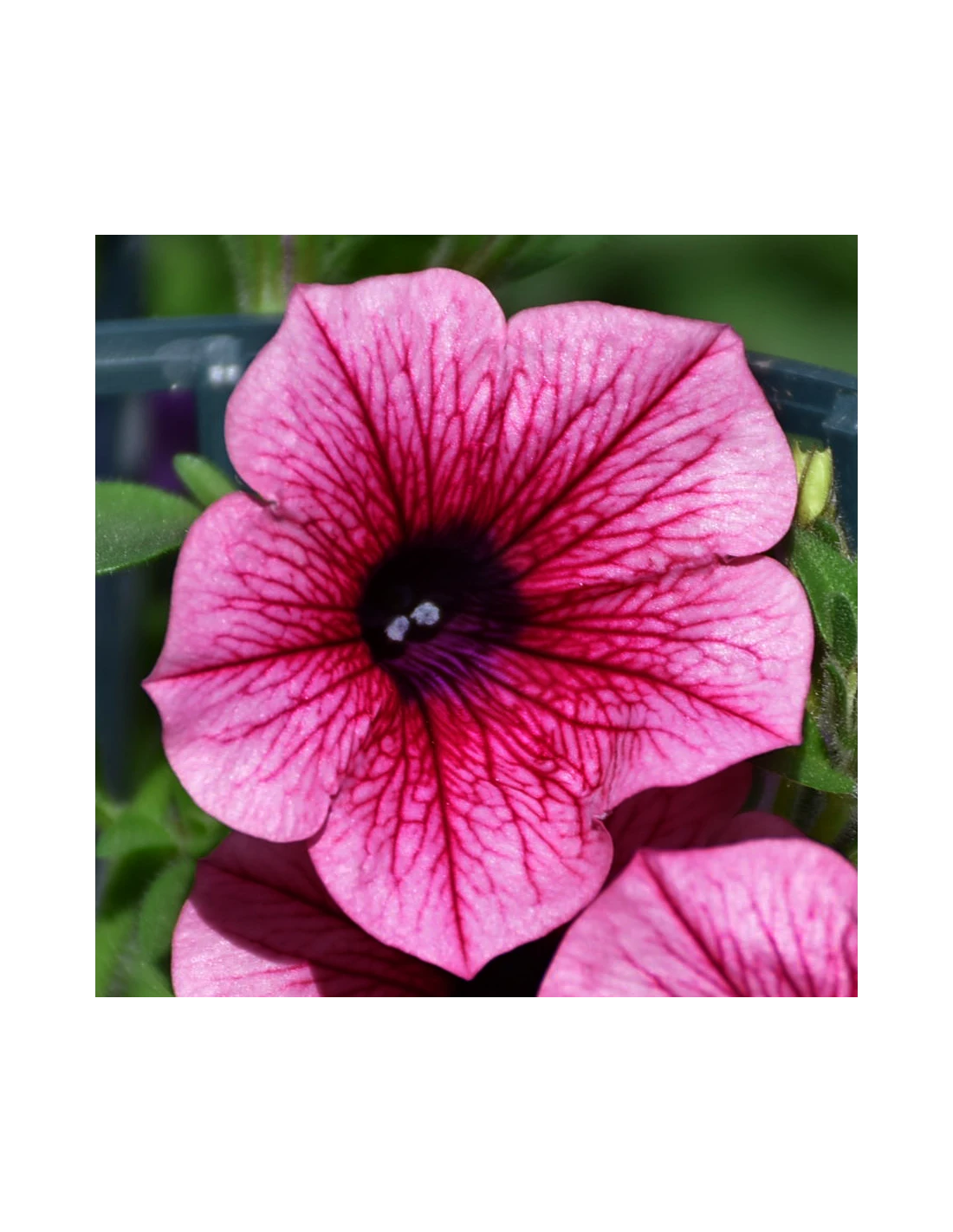 SURFINIA - HOT PINK Diametro Vaso 14 Cm 5 SURFINIA - HOT PINK Diametro Vaso 14 Cm - Image 3