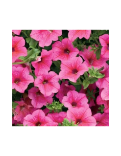 SURFINIA - HOT PINK Diametro Vaso 14 Cm