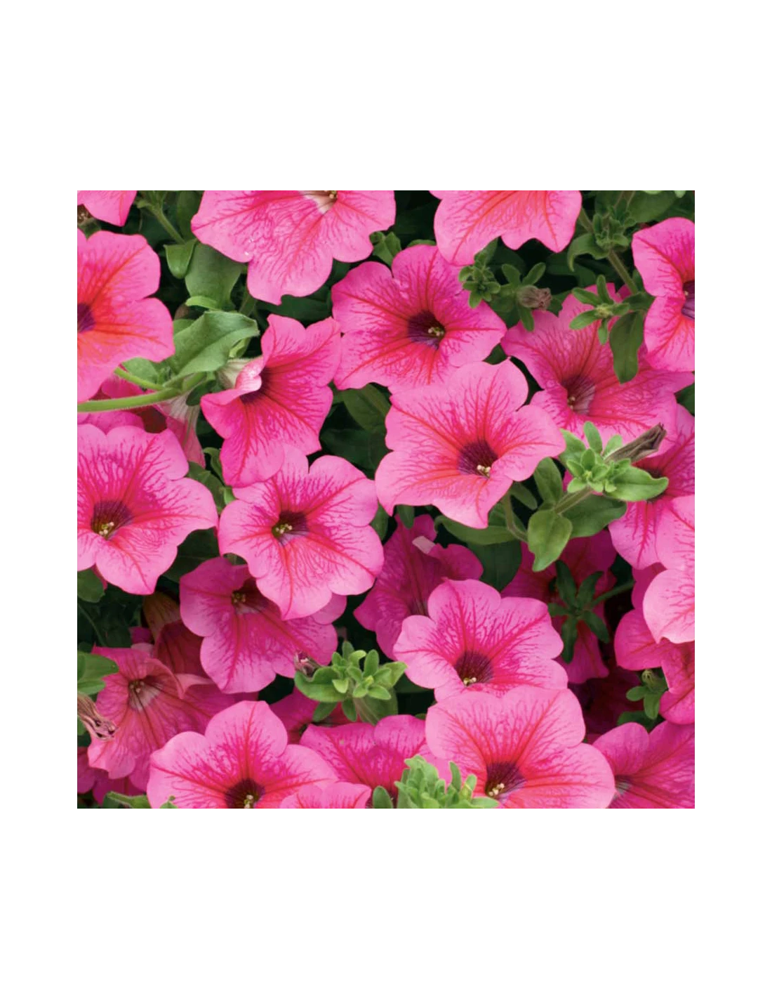 SURFINIA - HOT PINK Diametro Vaso 14 Cm 3 SURFINIA - HOT PINK Diametro Vaso 14 Cm