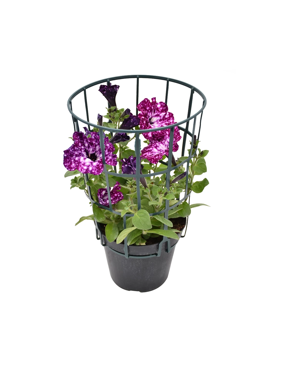 SURFINIA - NIGHT SKY Diametro Vaso 14 Cm 4 SURFINIA - NIGHT SKY Diametro Vaso 14 Cm - Image 2