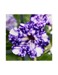 SURFINIA - NIGHT SKY Diametro Vaso 14 Cm 8 SURFINIA - NIGHT SKY Diametro Vaso 14 Cm -Sementie Boutique surfinia v 14 night sky 2