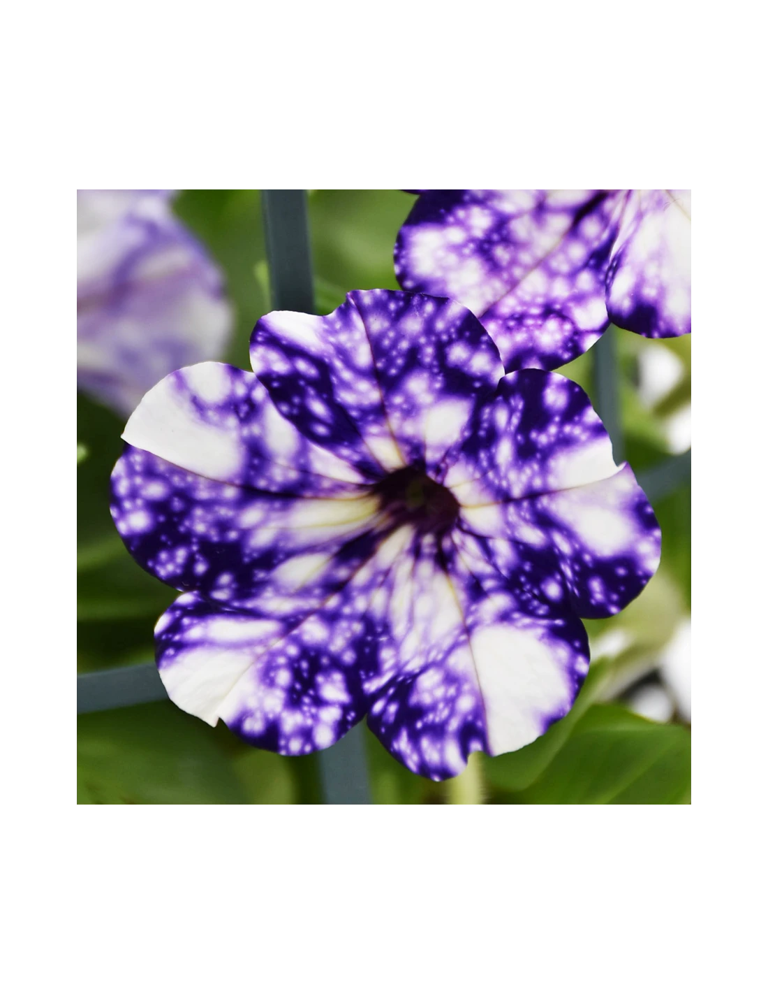 SURFINIA - NIGHT SKY Diametro Vaso 14 Cm 5 SURFINIA - NIGHT SKY Diametro Vaso 14 Cm - Image 3