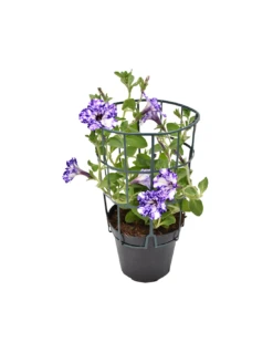 SURFINIA - NIGHT SKY Diametro Vaso 14 Cm 9 SURFINIA - NIGHT SKY Diametro Vaso 14 Cm -Sementie Boutique surfinia v 14 night sky 3