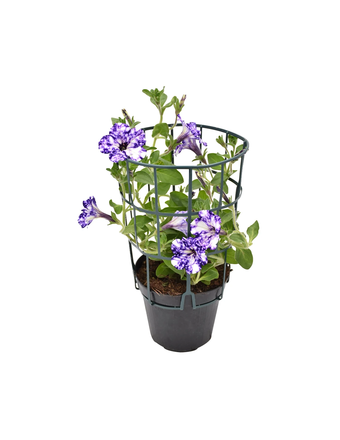 SURFINIA - NIGHT SKY Diametro Vaso 14 Cm 6 SURFINIA - NIGHT SKY Diametro Vaso 14 Cm - Image 4