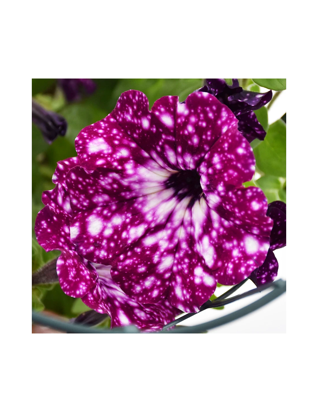 SURFINIA - NIGHT SKY Diametro Vaso 14 Cm 3 SURFINIA - NIGHT SKY Diametro Vaso 14 Cm