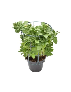 SURFINIA - WHITE Diametro Vaso 14 Cm 6 SURFINIA - WHITE Diametro Vaso 14 Cm -Sementie Boutique surfinia v 14 white 1