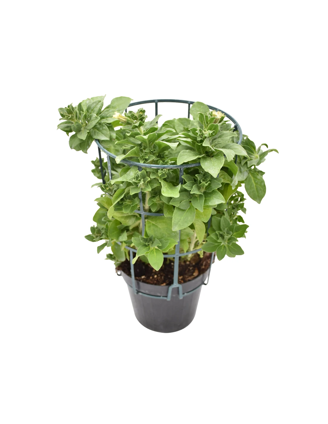 SURFINIA - WHITE Diametro Vaso 14 Cm 4 SURFINIA - WHITE Diametro Vaso 14 Cm - Image 2