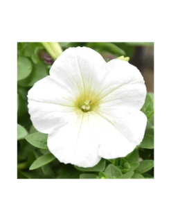 SURFINIA - WHITE Diametro Vaso 14 Cm 7 SURFINIA - WHITE Diametro Vaso 14 Cm -Sementie Boutique surfinia v 14 white 2