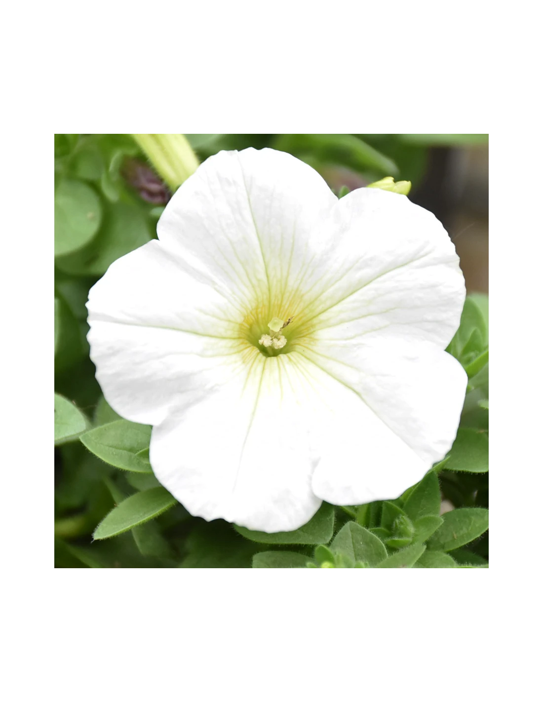 SURFINIA - WHITE Diametro Vaso 14 Cm 5 SURFINIA - WHITE Diametro Vaso 14 Cm - Image 3