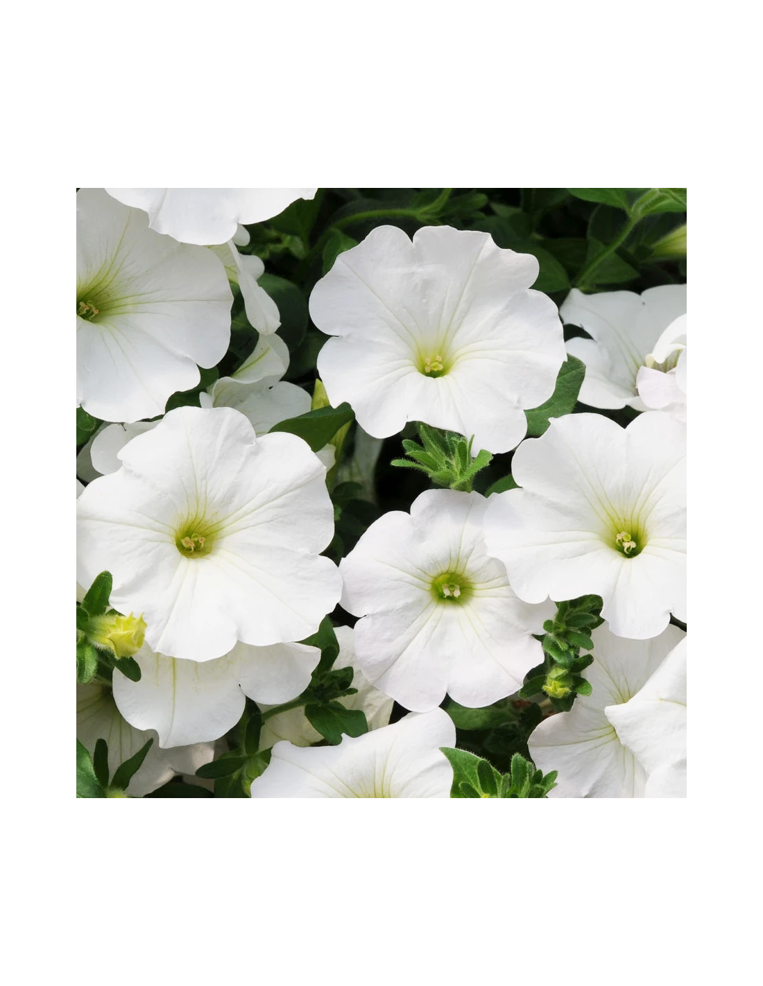 SURFINIA - WHITE Diametro Vaso 14 Cm 3 SURFINIA - WHITE Diametro Vaso 14 Cm