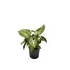 SYNGONIUM 'ARROW' Diametro Vaso 13/12 Cm -Sementie Boutique syngonium arrow diametro vaso 1312 cm