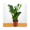 ZAMIOCULCAS ZAMIIFOLIA Diametro Vaso 21 Cm 2 ZAMIOCULCAS ZAMIIFOLIA Diametro Vaso 21 Cm -Sementie Boutique zamioculcas zamiifolia v 21
