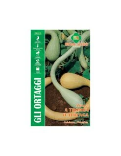 ZUCCA A TROMBA D'ALBENGA MAXI