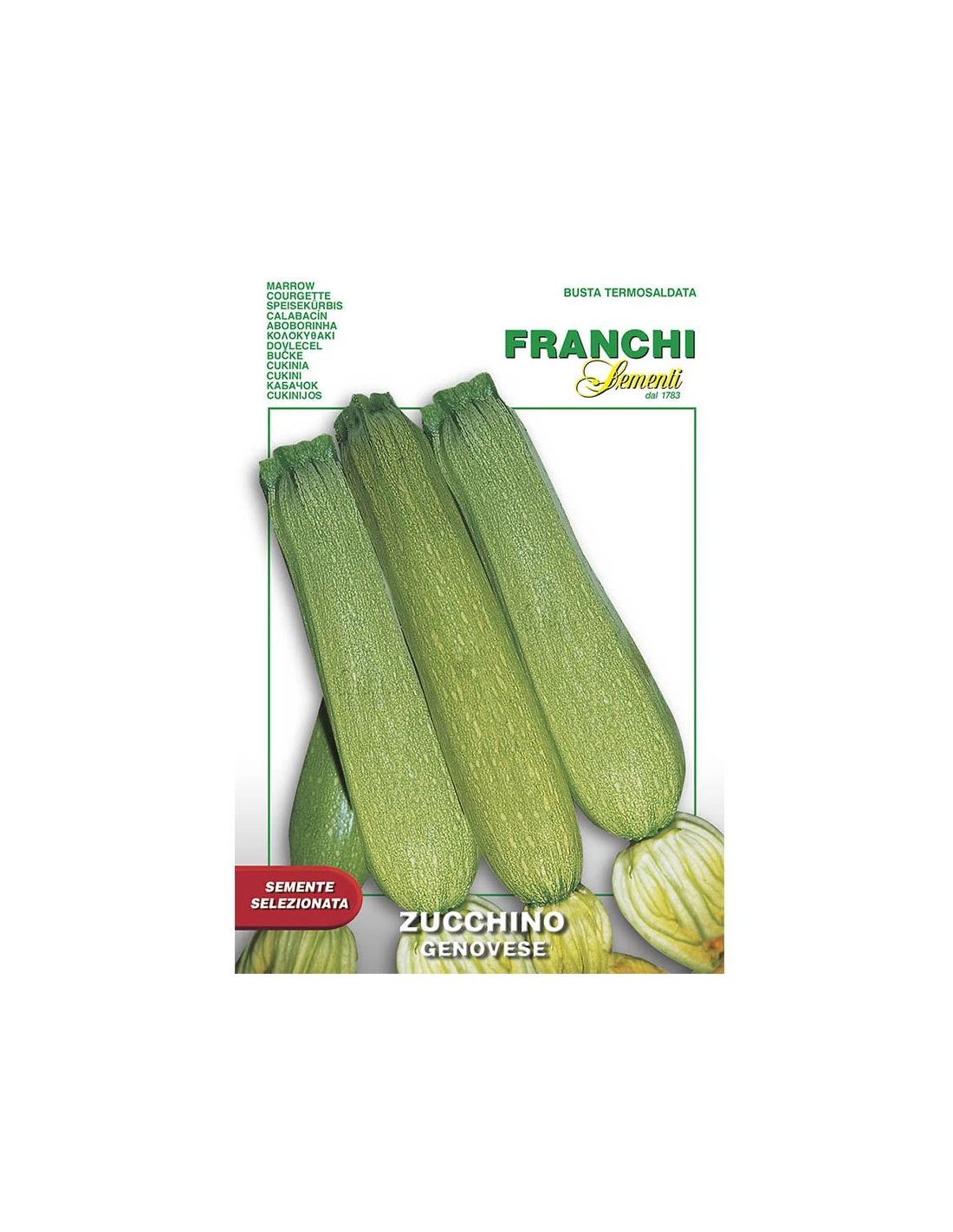 ZUCCHINO GENOVESE 3 ZUCCHINO GENOVESE