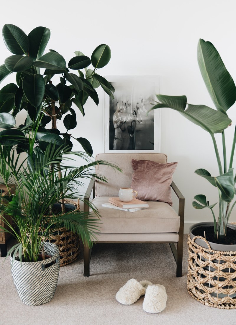 Sementie Boutique -Sementie Boutique arredare piante appartamento 2