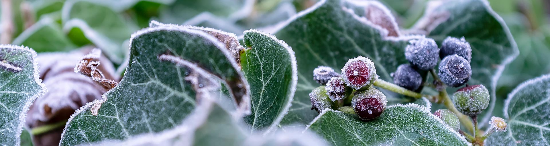 Sementie Boutique -Sementie Boutique piante giardino petgreen 1